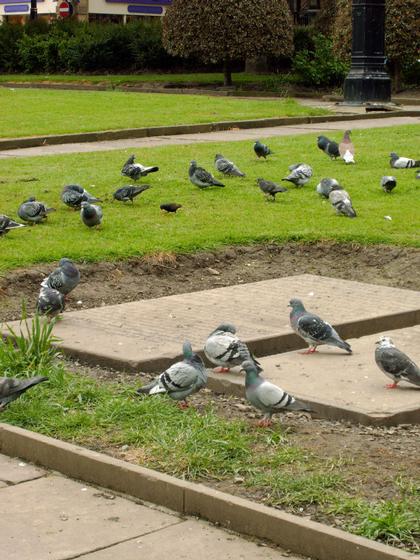 Pigeons of Huddersfield